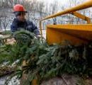 Киевляне сдали на утилизацию более 11 000 елок