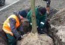 В Днепровском районе начали высаживать новые деревья