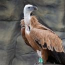 В казанский зоопарк привезли четырех новых птиц из Македонии