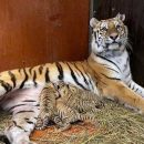 В казанском цирке родились четверо тигрят. Объявлен конкурс на имена для малышей