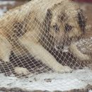 В Казани на отлов собак дали 1,8 млн рублей компании, которая проводила зачистку перед Универсиадой