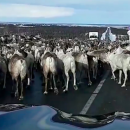Пробка из-за гигантского стада оленей на российской трассе попала на видео
