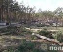 Полиция Киевщины расследует факт незаконной вырубки 60 сосен 