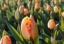 Киевляне увидят 500 тысяч цветов на Певчем поле онлайн