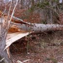 В Татарстане пятилетнюю девочку убило деревом