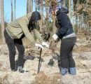 Из-за вируса, в Киеве не будет массовой высадки деревьев