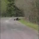 Медвежата и медведица выбежали из леса на дорогу в Петербурге