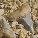 Женщина гуляла с собакой и внезапно обнаружила зуб огромной доисторической акулы