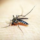 Ученый из КФУ оценил риски заразиться малярией в Татарстане