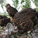 Добрые новости Татарстана: для орлят-сирот орнитологи нашли три приемные семьи
