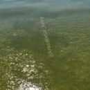 Позеленевшее море у берега популярного российского курорта сняли на видео