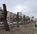 В Киеве решат, как гуманно обрезать деревья