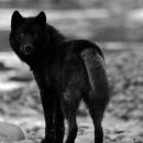 Гигантского волка весом более 50 килограммов застрелил охотник из Татарстана
