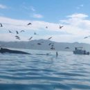 Горбатый кит чуть не проглотил двух женщин на каяке и попал на видео