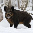 В 23 районах Татарстана начали действовать ограничения из-за чумы свиней