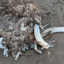 Женщина гуляла по пляжу и наткнулась на неопознанное мертвое «чудовище»
