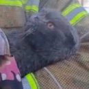 Нашли закопченным и испуганным: при пожаре в Татарстане спасатели откачали кота