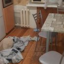 В квартире Казани на двух девушек напал агрессивный кот, пришлось вызывать спасателей