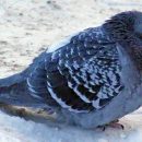 Ученые рассказали, почему с улиц Казани почти пропали голуби и чем это опасно для города