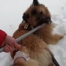 Собаку со стрелой в голове спасли волонтеры Казани