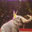 Источник: в казанском цирке слон напал на сотрудника