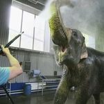 В Росгосцирке рассказали, что стоит за выходками слонов в цирке Казани, и правда ли они опасны