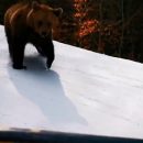 Дикий медведь напал на туристов на лыжах, проиграл в погоне и попал на видео