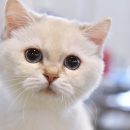 Кот помог спасти найденного у тела матери ребенка в Москве