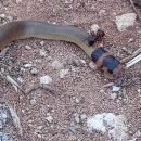 Яростная схватка муравья и ядовитой змеи попала на видео