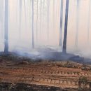 Режим ЧС ввели в российском регионе из-за лесных пожаров