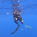 Дельфин отпугнул акулу и защитил ныряльщиков от опасности