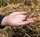 В Киеве опавшие листья будут превращать в удобрение с помощью червей
