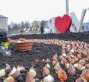 На Майдане Незалежности высадят 100 тысяч тюльпанов