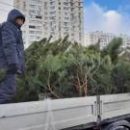 В Киеве демонтировали 30 нелегальных елочных базаров
