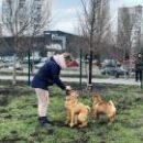 В Киеве появилось 9 новых площадок для выгула и дрессировки животных