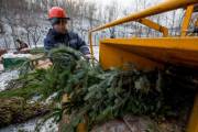 В Киеве больше не будут продавать елки на базарах и у метро В Киеве больше не будут продавать елки на базарах и у метро