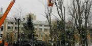 В Киеве будут массово обрезать деревья