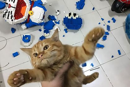 Кот разрушил фигуру из конструктора с тысячами деталей и избежал наказания