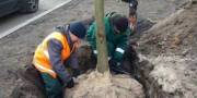 В Днепровском районе начали высаживать новые деревья В Днепровском районе начали высаживать новые деревья