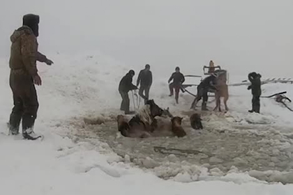 Спасение провалившихся под лед лошадей россиянами попало на видео Спасение провалившихся под лед лошадей россиянами попало на видео