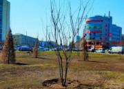 На площади в Дарницком районе высаживают сакуры На площади в Дарницком районе высаживают сакуры