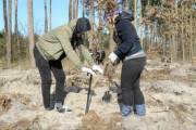 Из-за вируса, в Киеве не будет массовой высадки деревьев Из-за вируса, в Киеве не будет массовой высадки деревьев