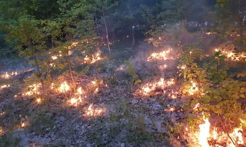 В связи с пожароопасной обстановкой в Татарстане началось авиапатрулирование лесов В связи с пожароопасной обстановкой в Татарстане началось авиапатрулирование лесов
