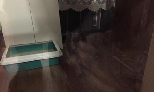 Агрессивная кошка напала на семью в Казани. Потребовалась помощь спасателей