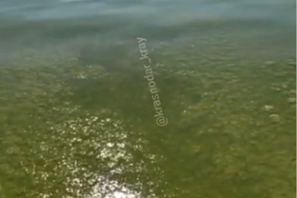 Позеленевшее море у берега популярного российского курорта сняли на видео Позеленевшее море у берега популярного российского курорта сняли на видео
