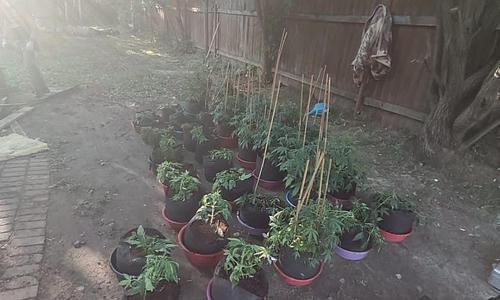 В Казани загорелся дом, в котором выращивали коноплю В Казани загорелся дом, в котором выращивали коноплю