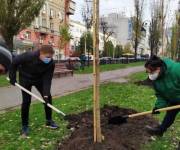 На бульваре Тараса Шевченко высадили безаллергические тополя На бульваре Тараса Шевченко высадили безаллергические тополя