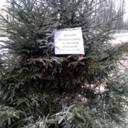 В Киеве обработали елки спецсредствами и напомнили о штрафах В Киеве обработали елки спецсредствами и напомнили о штрафах
