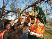 В парках столицы развесили более 800 кормушек для птиц (фото) В парках столицы развесили более 800 кормушек для птиц (фото)