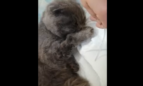 Волонтеры и бывшие хозяева спорят из-за кота, которого спасатели откачали на пожаре под Казанью Волонтеры и бывшие хозяева спорят из-за кота, которого спасатели откачали на пожаре под Казанью